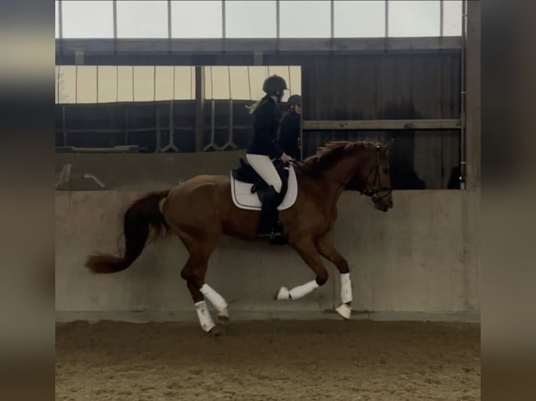Baden Württemberger Stute 4 Jahre 168 cm Fuchs in Wehr