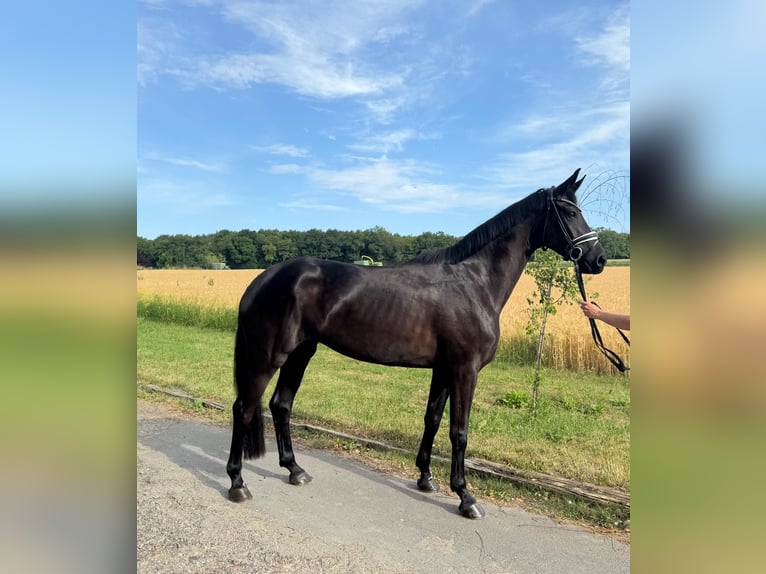 Baden Württemberger Stute 4 Jahre 169 cm Rappe in R&#xF6;ttingen