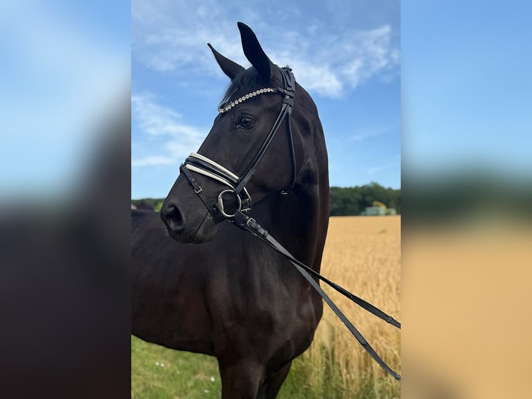 Baden Württemberger Stute 4 Jahre 169 cm Rappe in R&#xF6;ttingen