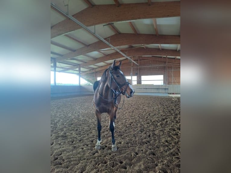 Baden Württemberger Stute 5 Jahre 166 cm Brauner in Remseck am Neckar