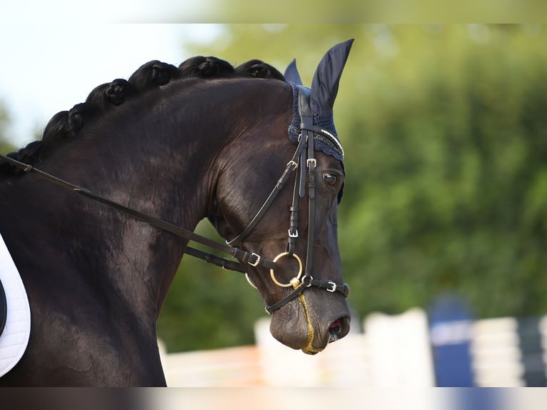 Baden Württemberger Stute 5 Jahre 167 cm Rappe in Bettendorf