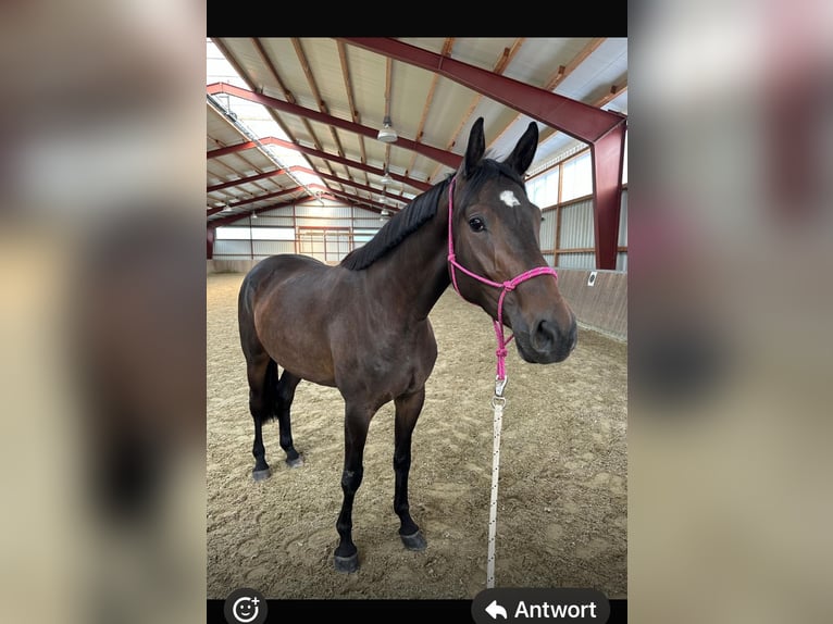 Baden Württemberger Stute 5 Jahre 170 cm Brauner in Radolfzell am Bodensee