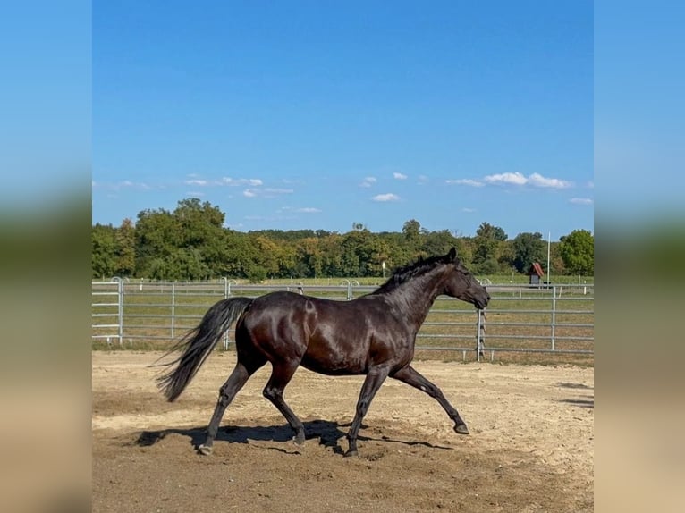 Baden Württemberger Stute 6 Jahre 163 cm Rappe in Weisweil