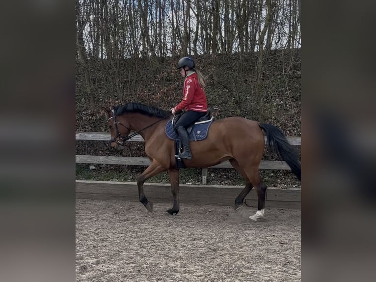 Baden Württemberger Stute 6 Jahre 165 cm Brauner in Raisdorf