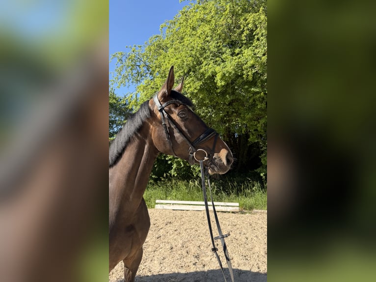 Baden Württemberger Stute 6 Jahre 168 cm Brauner in Berg