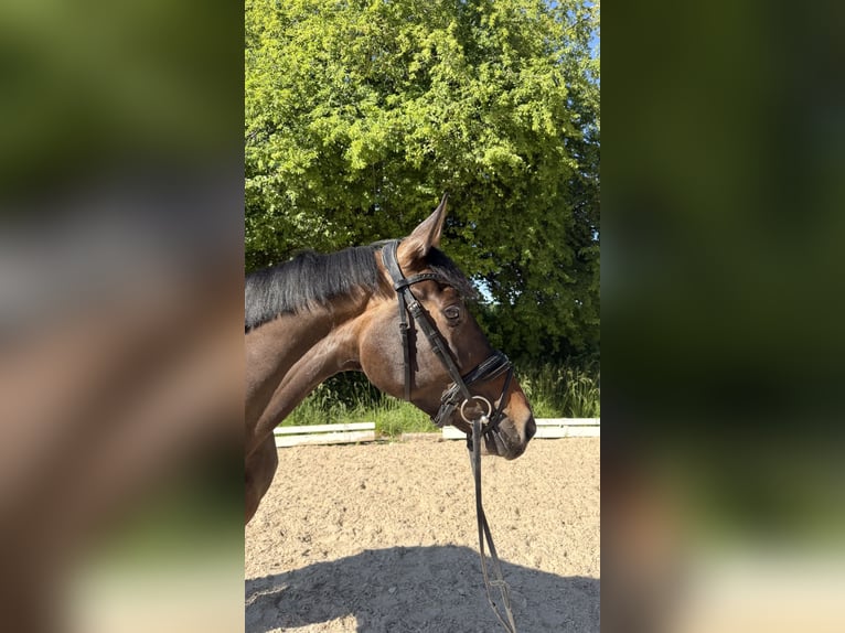 Baden Württemberger Stute 6 Jahre 168 cm Brauner in Berg