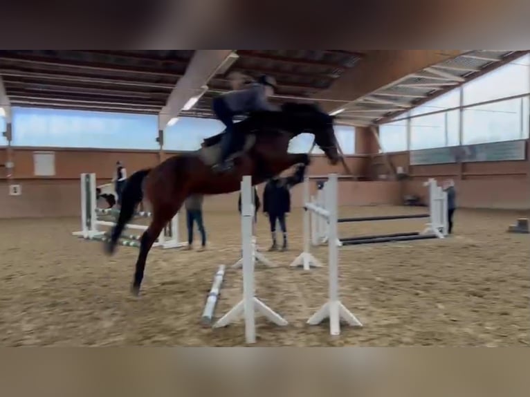 Baden Württemberger Stute 6 Jahre 168 cm Brauner in Weimar