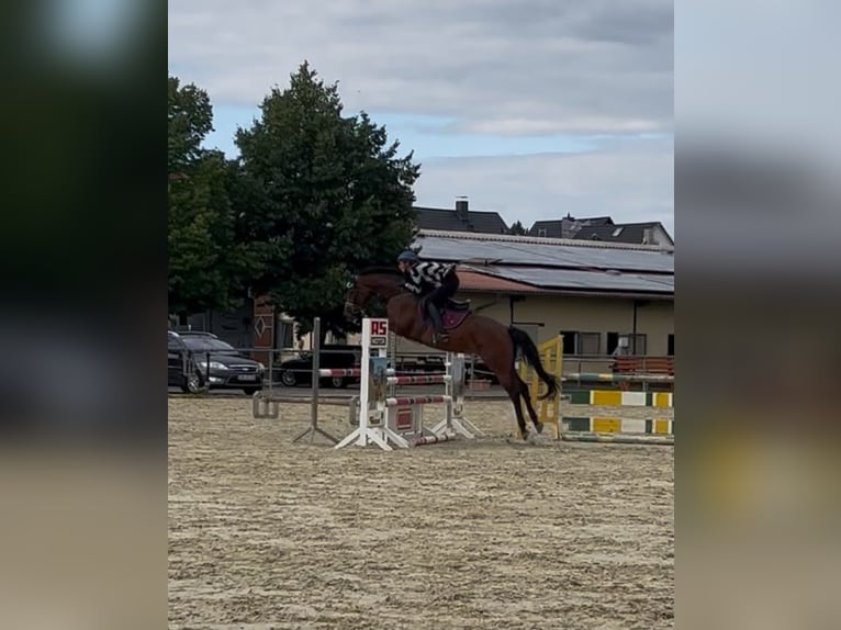 Baden Württemberger Stute 6 Jahre 168 cm Brauner in Weimar