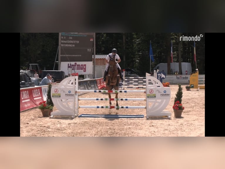 Baden Württemberger Stute 6 Jahre 174 cm Brauner in Unterneukirchen