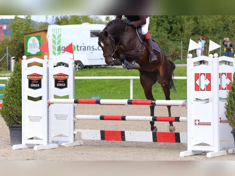 Baden Württemberger Stute 7 Jahre 165 cm Dunkelbrauner in Oberriet SG