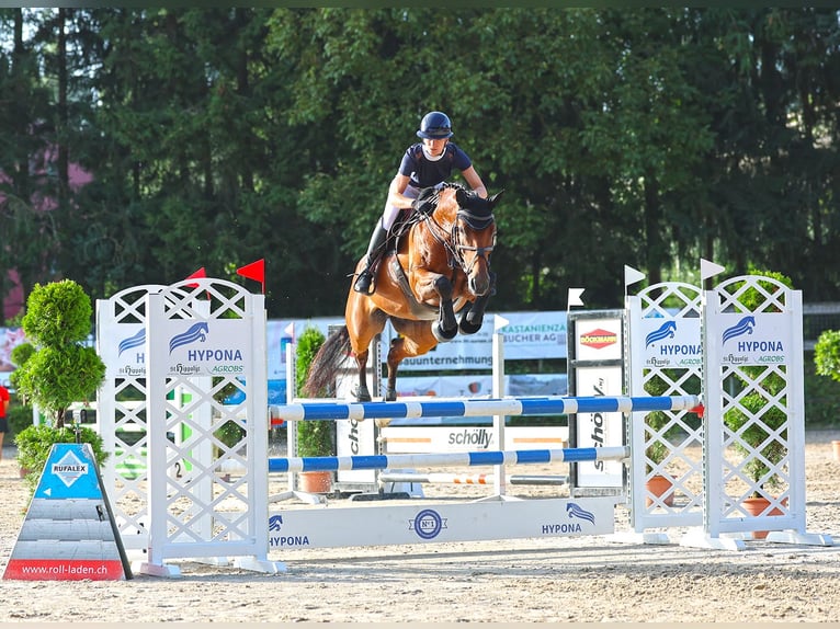 Baden Württemberger Stute 7 Jahre 167 cm Brauner in Morschach