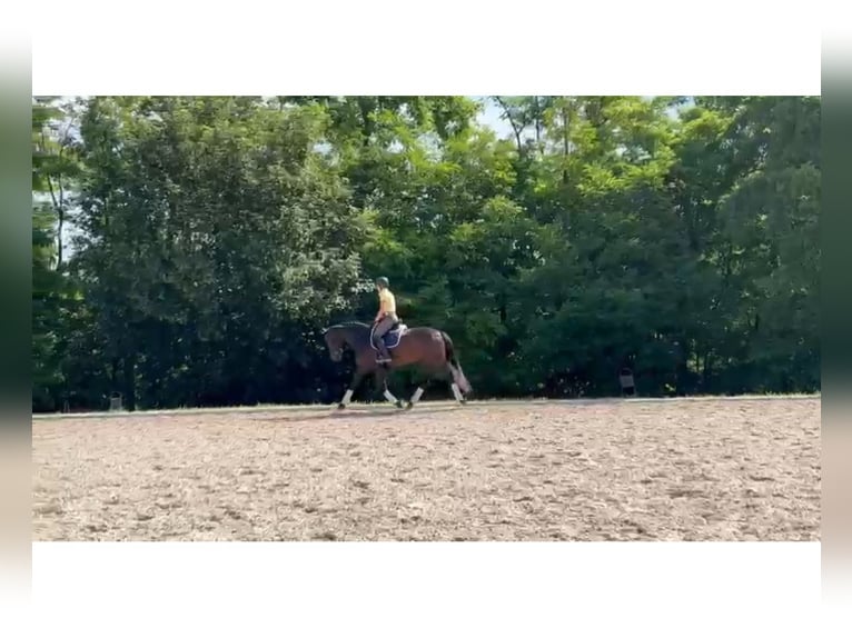 Baden Württemberger Stute 7 Jahre 170 cm Schwarzbrauner in Murrhardt