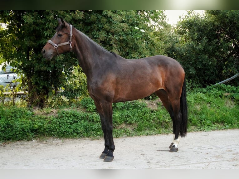 Baden Württemberger Stute 8 Jahre 168 cm Dunkelbrauner in Grevenbroich