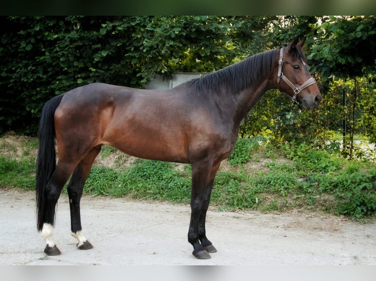 Baden Württemberger Stute 8 Jahre 168 cm Dunkelbrauner in Grevenbroich