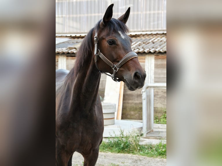 Baden Württemberger Stute 8 Jahre 168 cm Dunkelbrauner in Grevenbroich