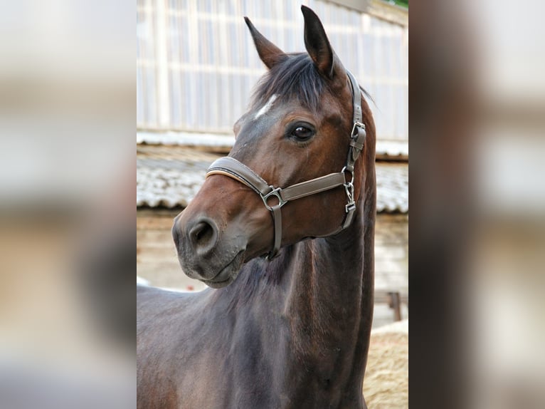 Baden Württemberger Stute 8 Jahre 168 cm Dunkelbrauner in Grevenbroich