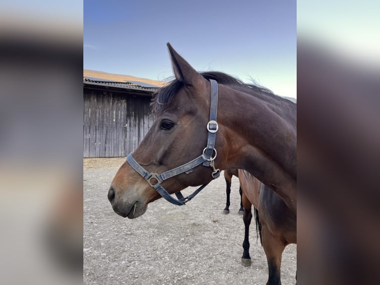 Baden Württemberger Stute 8 Jahre Brauner in Steinheim am Albuch