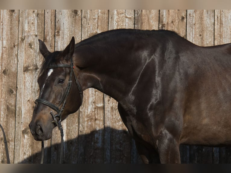 Baden Württemberger Stute 9 Jahre 170 cm Dunkelbrauner in Fleischwangen