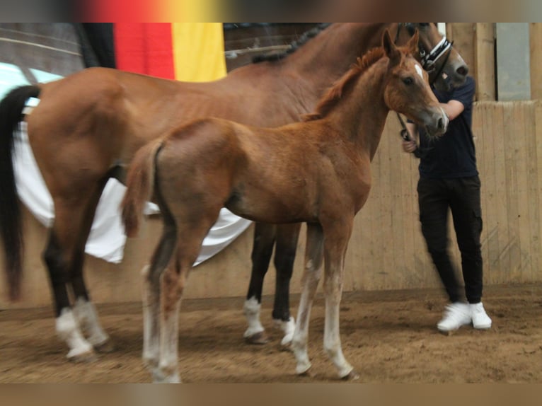 Baden Württemberger Stute Fohlen (04/2025) Fuchs in Heistenbach