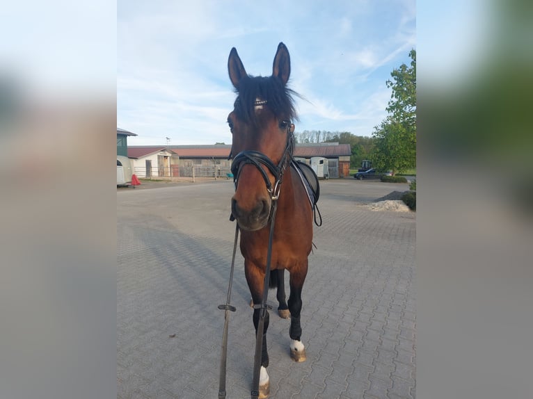 Baden Württemberger Wallach 10 Jahre 165 cm Brauner in Schwäbisch Hall