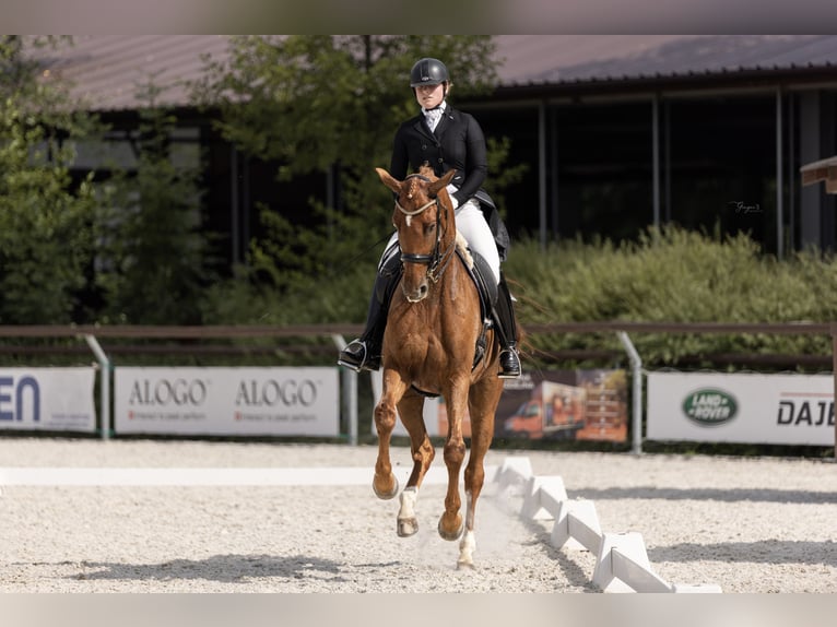 Baden Württemberger Wallach 10 Jahre 172 cm Dunkelfuchs in Prague, Czech Republic