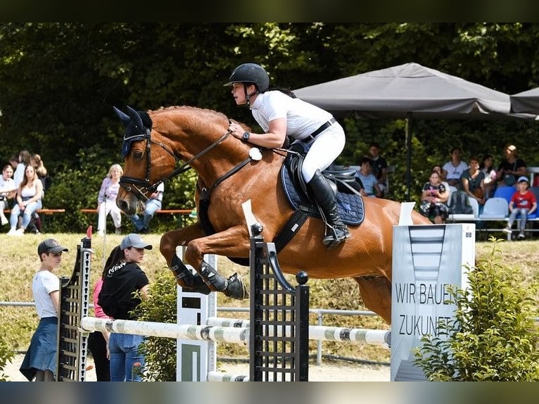 Baden Württemberger Wallach 11 Jahre 168 cm Fuchs in M&#xF6;ssingen