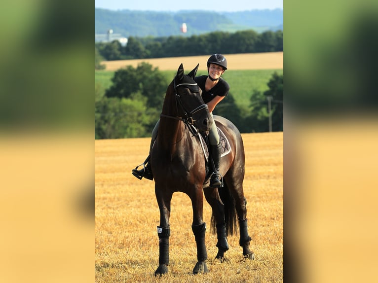 Baden Württemberger Wallach 11 Jahre 174 cm Rappe in Neuenstein