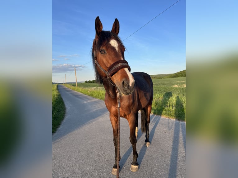 Baden Württemberger Wallach 11 Jahre 185 cm Brauner in Duchroth
