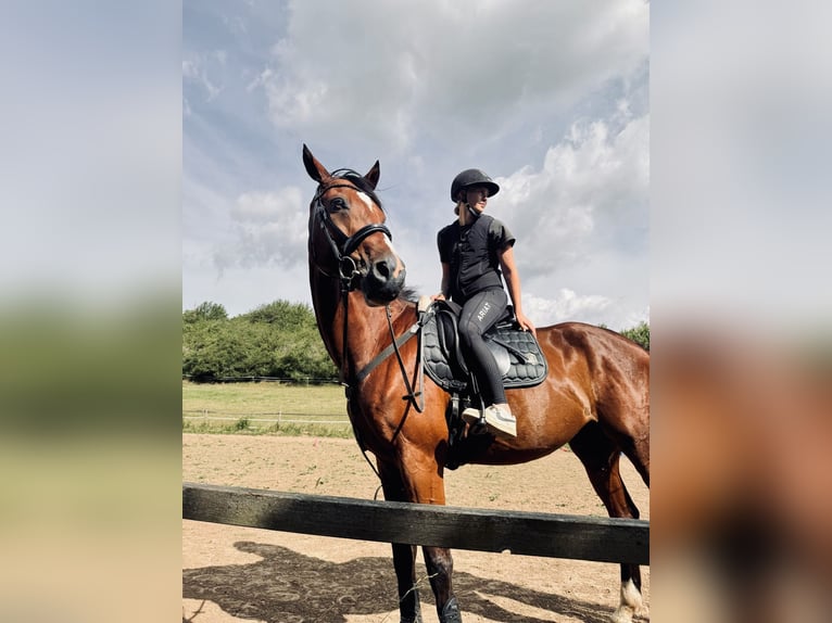 Baden Württemberger Wallach 11 Jahre 185 cm Brauner in Duchroth