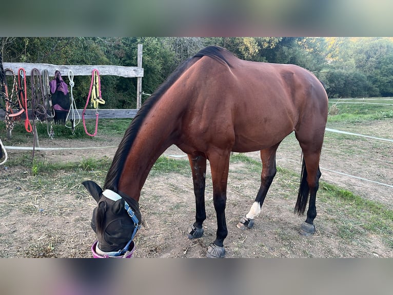 Baden Württemberger Wallach 11 Jahre 185 cm Brauner in Duchroth
