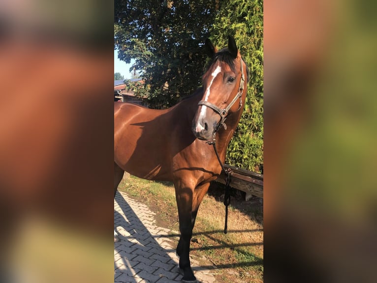 Baden Württemberger Wallach 12 Jahre 164 cm Brauner in Langenau