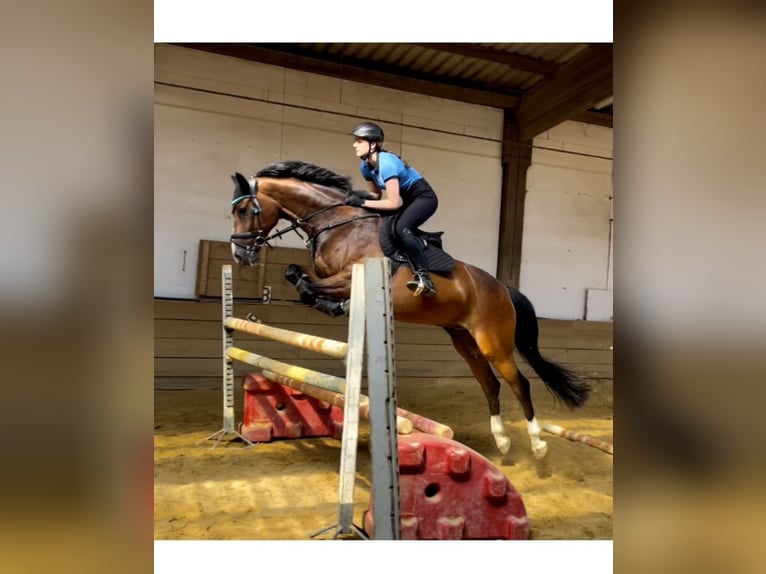 Baden Württemberger Wallach 12 Jahre 164 cm Brauner in Langenau