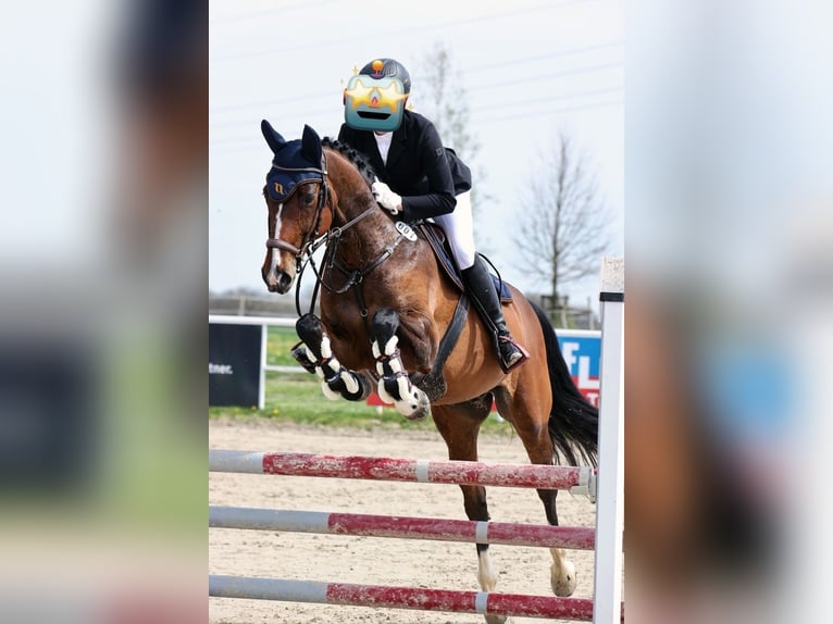 Baden Württemberger Wallach 12 Jahre 164 cm Brauner in Langenau