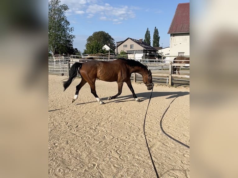 Baden Württemberger Wallach 12 Jahre 164 cm Brauner in Langenau