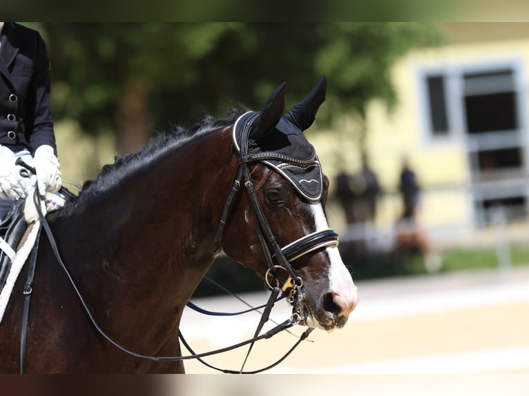 Baden Württemberger Wallach 12 Jahre 170 cm Rappe in Teisendorf