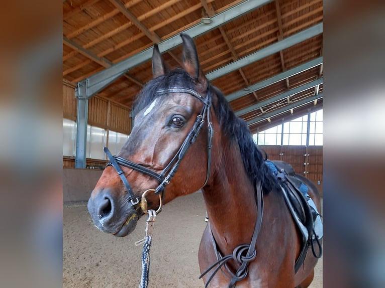 Baden Württemberger Wallach 12 Jahre 172 cm Brauner in Regensburg