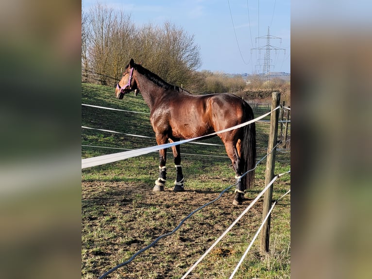 Baden Württemberger Wallach 12 Jahre 176 cm Brauner in Schw&#xE4;bisch Hall