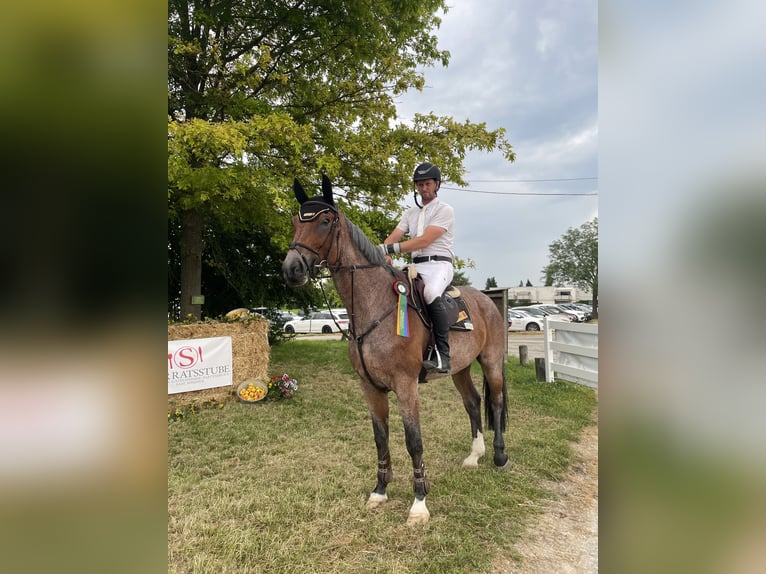 Baden Württemberger Wallach 12 Jahre 176 cm Braunfalbschimmel in Horb am Neckar