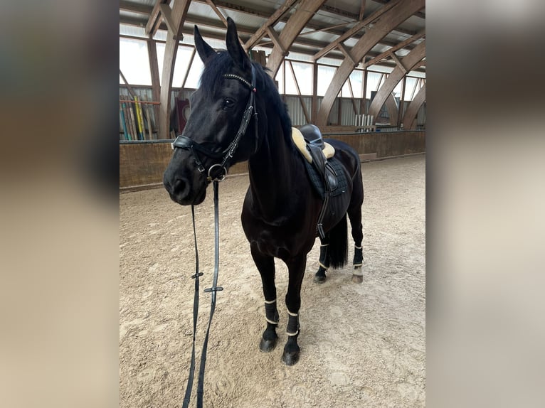 Baden Württemberger Wallach 12 Jahre 178 cm Rappe in Kriessern