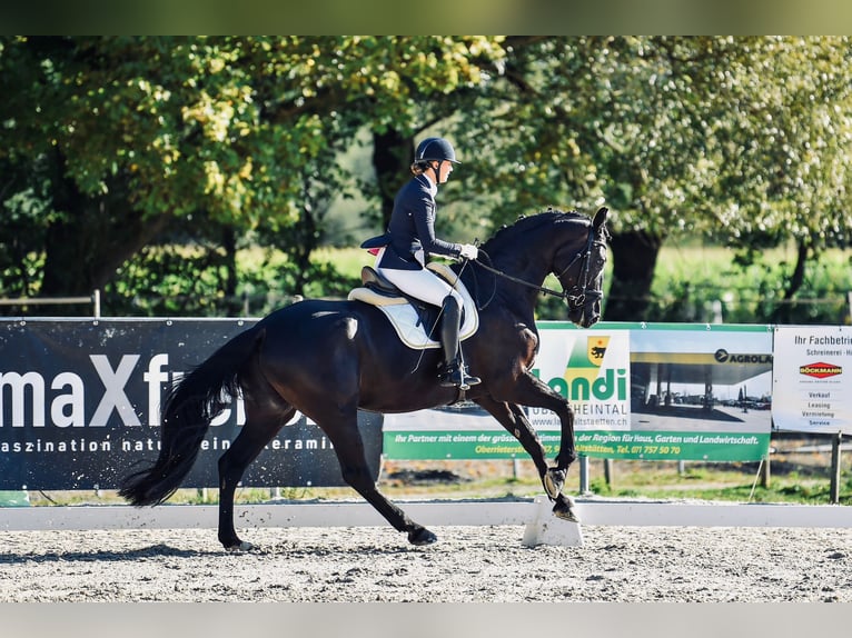 Baden Württemberger Wallach 12 Jahre 178 cm Rappe in Kriessern