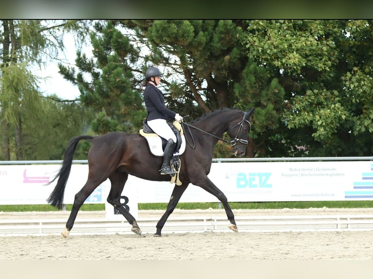 Baden Württemberger Wallach 12 Jahre 178 cm Schwarzbrauner in Reutlingen