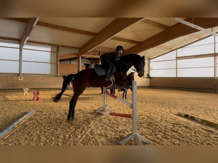 Baden Württemberger Wallach 12 Jahre 180 cm Dunkelbrauner in Hermaringen