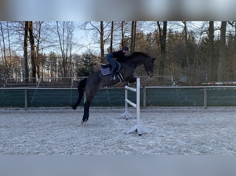 Baden Württemberger Wallach 12 Jahre 180 cm Dunkelbrauner in Hermaringen
