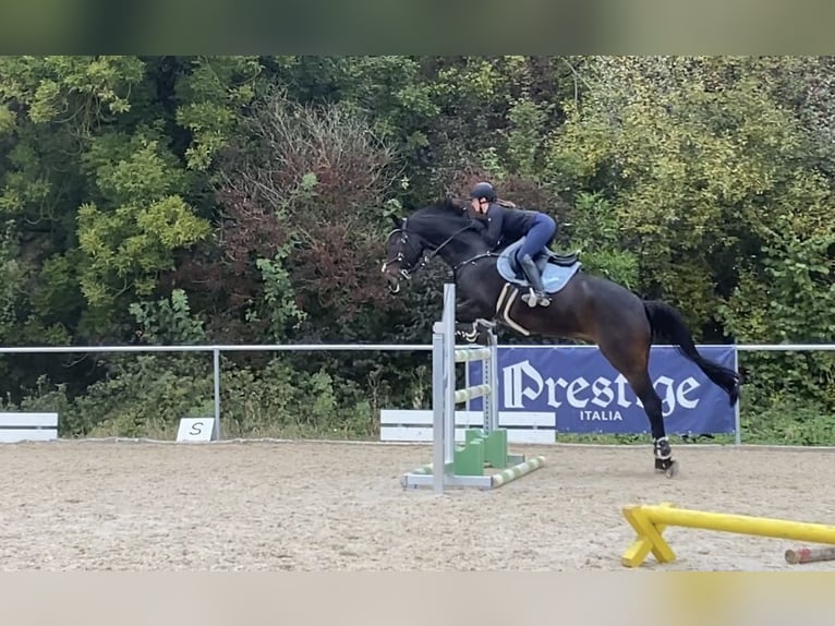 Baden Württemberger Wallach 12 Jahre 180 cm Dunkelbrauner in Hermaringen