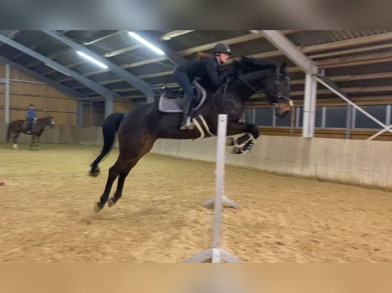 Baden Württemberger Wallach 12 Jahre 180 cm Dunkelbrauner in Hermaringen