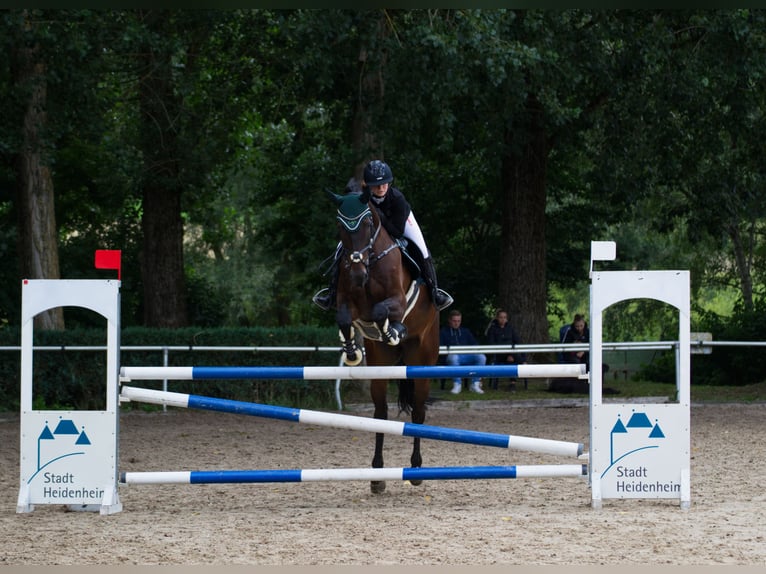 Baden Württemberger Wallach 12 Jahre 180 cm Dunkelbrauner in Hermaringen