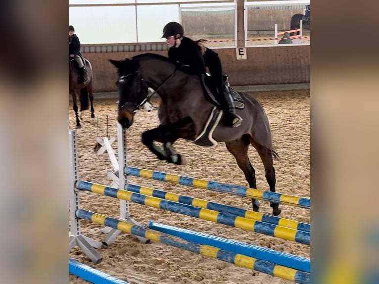 Baden Württemberger Wallach 12 Jahre 180 cm Dunkelbrauner in Hermaringen