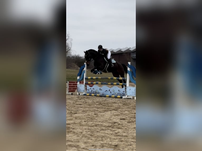 Baden Württemberger Wallach 12 Jahre 180 cm Dunkelbrauner in Hermaringen