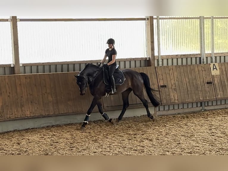 Baden Württemberger Wallach 12 Jahre 180 cm Dunkelbrauner in Hermaringen