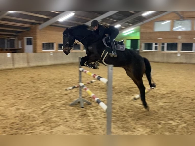 Baden Württemberger Wallach 12 Jahre 180 cm Dunkelbrauner in Hermaringen